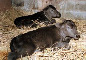 Cloned twin calves